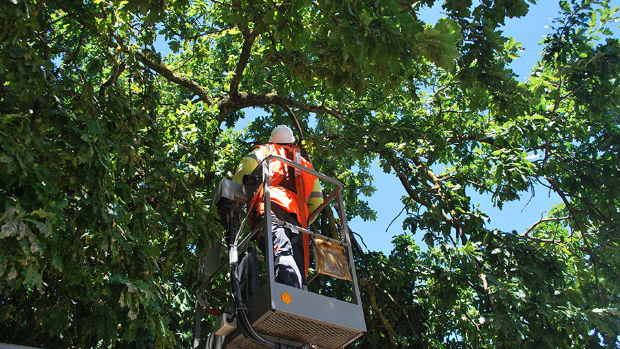 Hazardous Tree Removal – Wollongong thumbnail